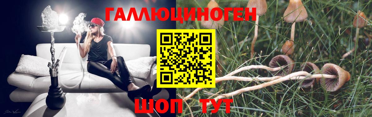 Псилоцибиновые грибы Cubensis Гусиноозёрск